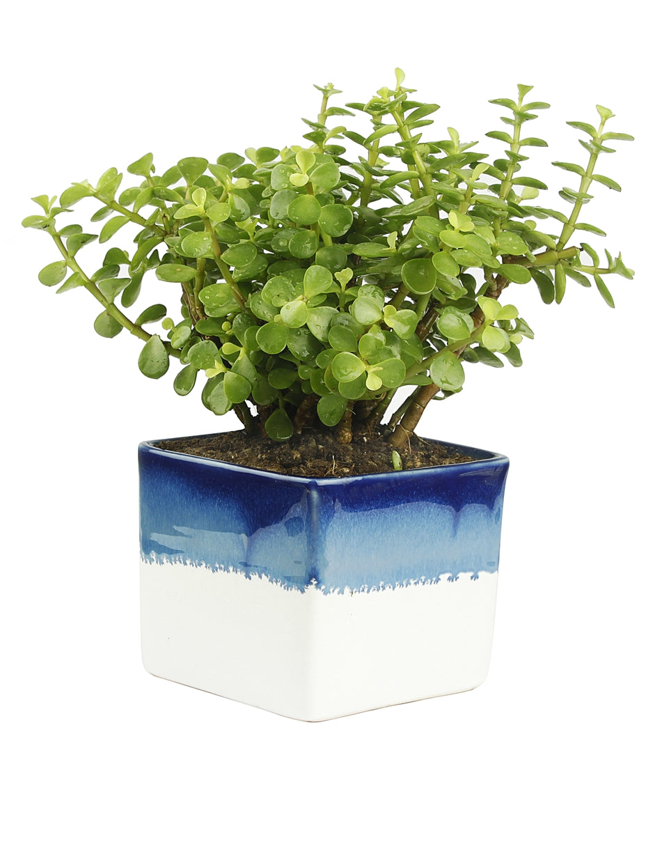 Good Luck Jade Plant with Dual White & Blue Colour Ceramic Pot for Home Decor (Live Plant)