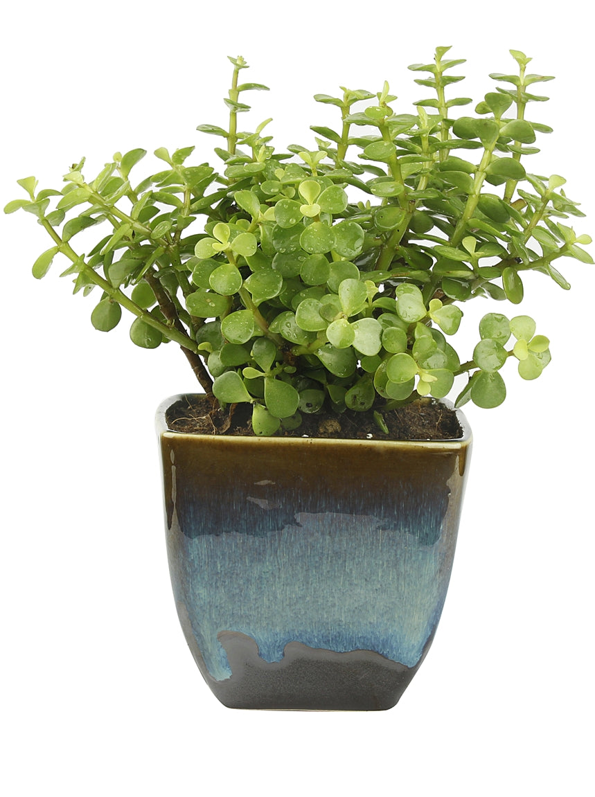 Exotic Green Good Luck Jade Plant with Dual Dark Brown Colour Ceramic Pot for Home Decor (Live Plant)
