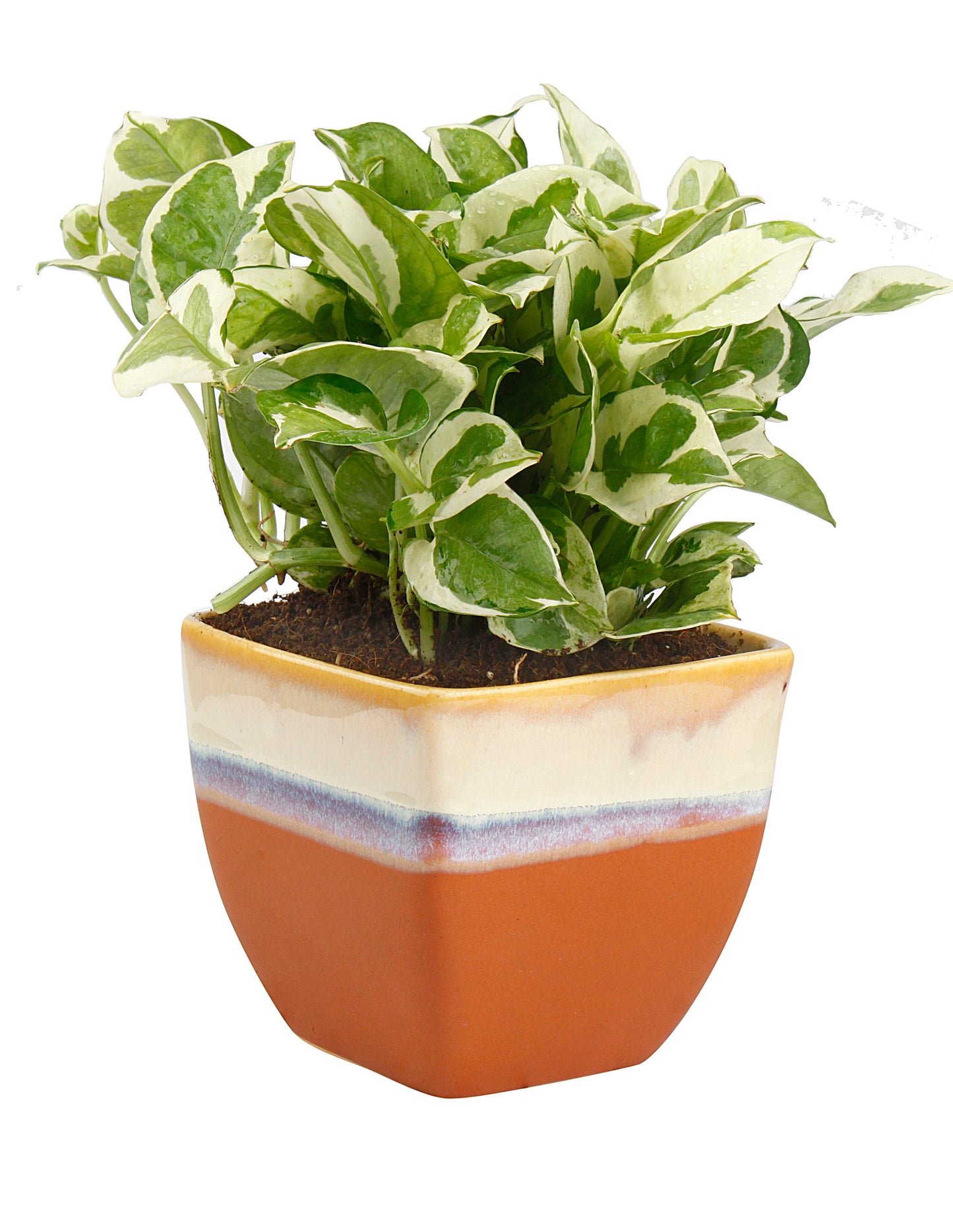 Exotic Green Combo Pack Indoor White Pothos Plant with Handglazed Brown Ceramic Pot Rakhi Special Pack I Rakhi Combo Pack with Cadbury Chocolates I Special Gift Pack For Rakhi