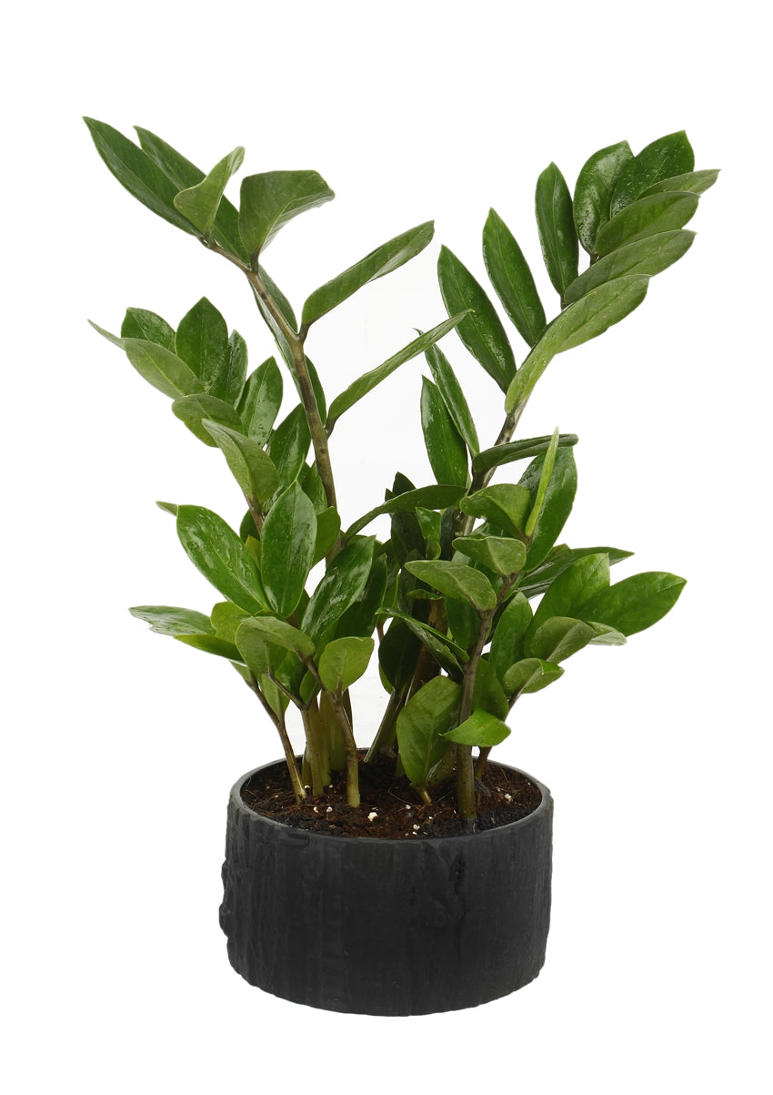 Exotic Green Indoor Air Purifying ZZ or Zamiifolia Plant with Wooden Look Black Color Fiber Pot
