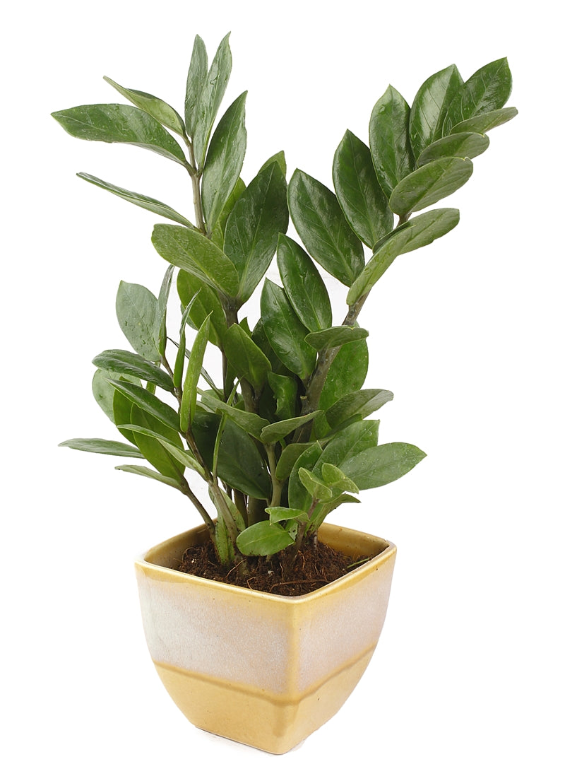 Exotic Green Indoor Air Purifying ZZ or Zamiifolia Plant with Dual Yellow & Beige Color Ceramic Pot
