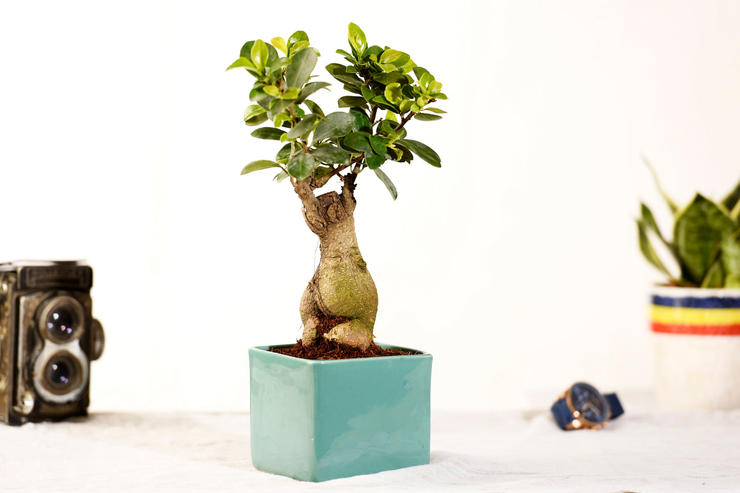 Exotic Green Solid Yellow Colour Square Shape Ceramic Studio Pottery/ Planter/Pot for Indoor Plants