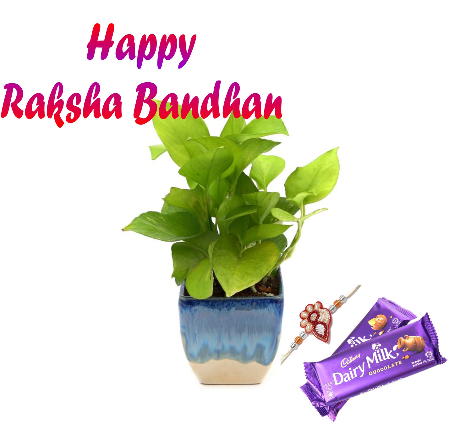 Exotic Green Combo Pack of Indoor Air Purifying Indoor Golden Pothos Plant with Handglazed Ceramic Pot Rakhi Special Pack I Rakhi Combo Pack with Cadbury Chocolates I Special Gift Pack For Rakhi
