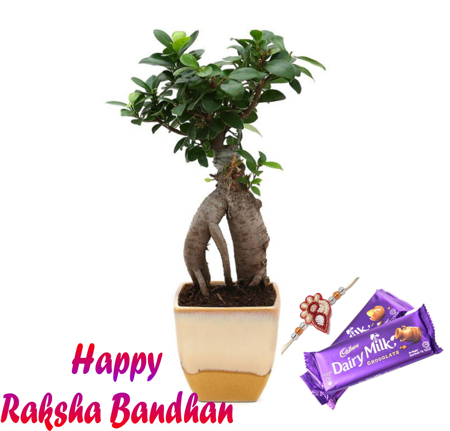 Exotic Green Combo Pack of Grafted Ficus Bonsai Plant with Beige Ceramic Pot Rakhi Special Pack I Rakhi Combo Pack with Cadbury Chocolates I Special Gift Pack For Rakhi