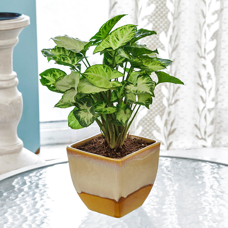 INDOOR PLANT CARE INSTRUCTIONS