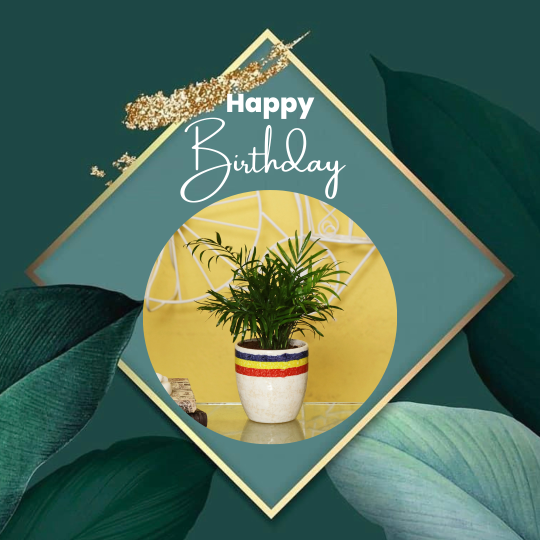 Mini Lucky Jade - Buy Birthday Return Gift | Meenac Garden, Dubai