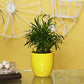 Exotic Green Oxygen Indoor Air Purifying Chamaedorea Palm (Parlour Palm) with Elegant Off White Colour Ceramic Pot