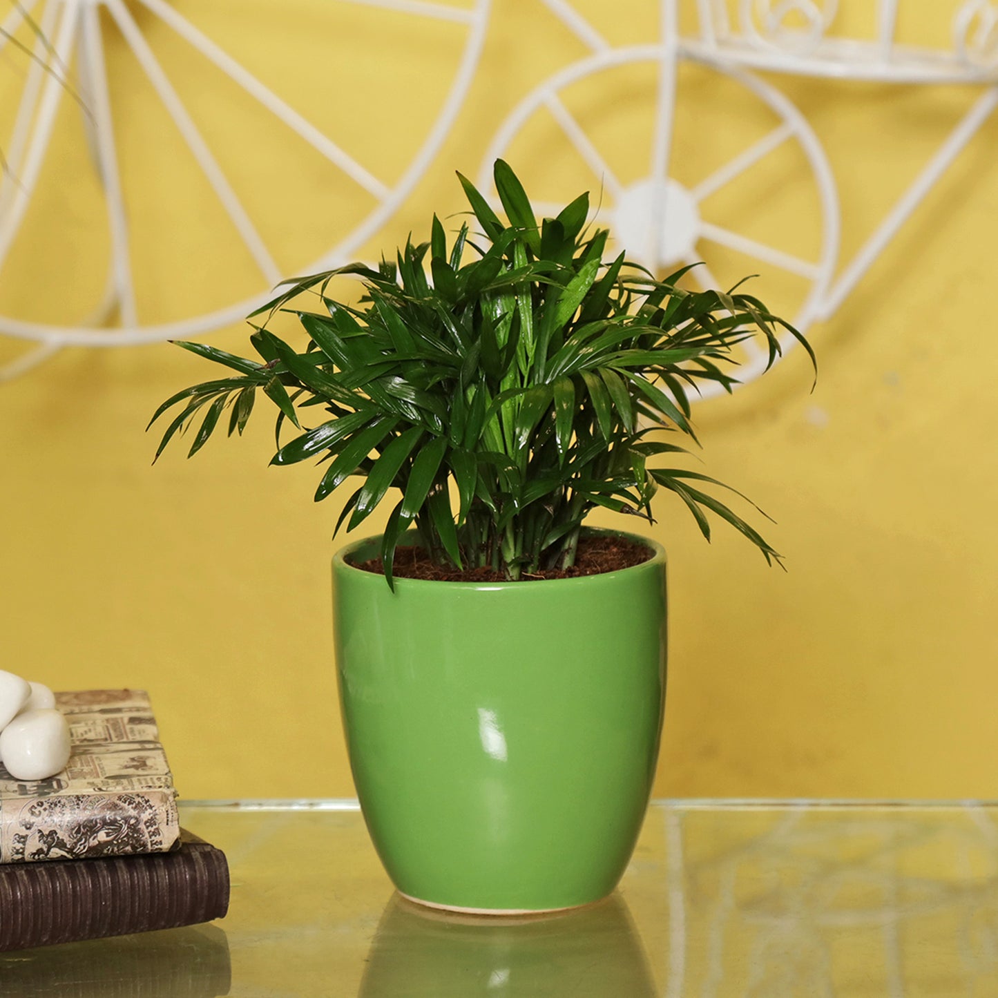 Exotic Green Oxygen Indoor Air Purifying Chamaedorea Palm (Parlour Palm) with Elegant Off White Colour Ceramic Pot