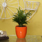 Exotic Green Oxygen Indoor Air Purifying Chamaedorea Palm (Parlour Palm) with Elegant Off White Colour Ceramic Pot