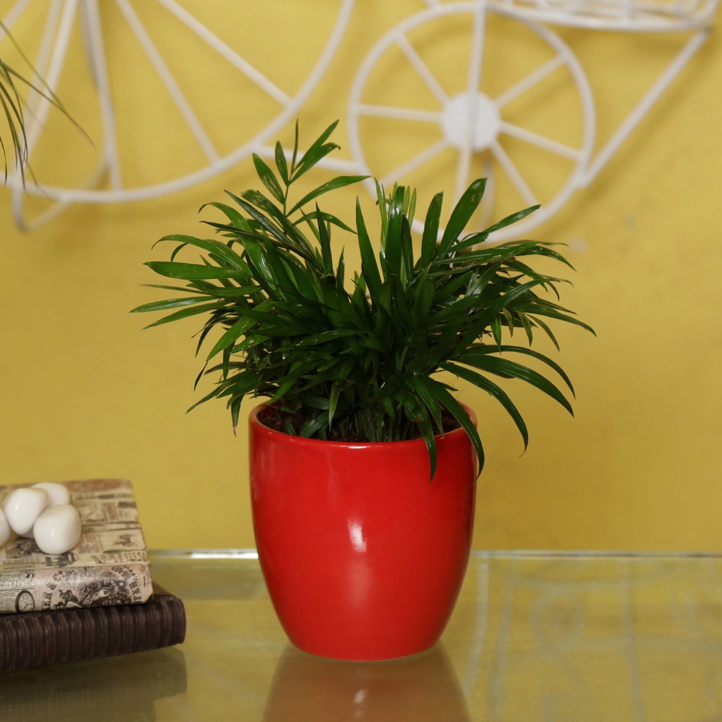 Exotic Green Oxygen Indoor Air Purifying Chamaedorea Palm (Parlour Palm) with Elegant Off White Colour Ceramic Pot