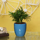 Exotic Green Oxygen Indoor Air Purifying Chamaedorea Palm (Parlour Palm) with Elegant Off White Colour Ceramic Pot