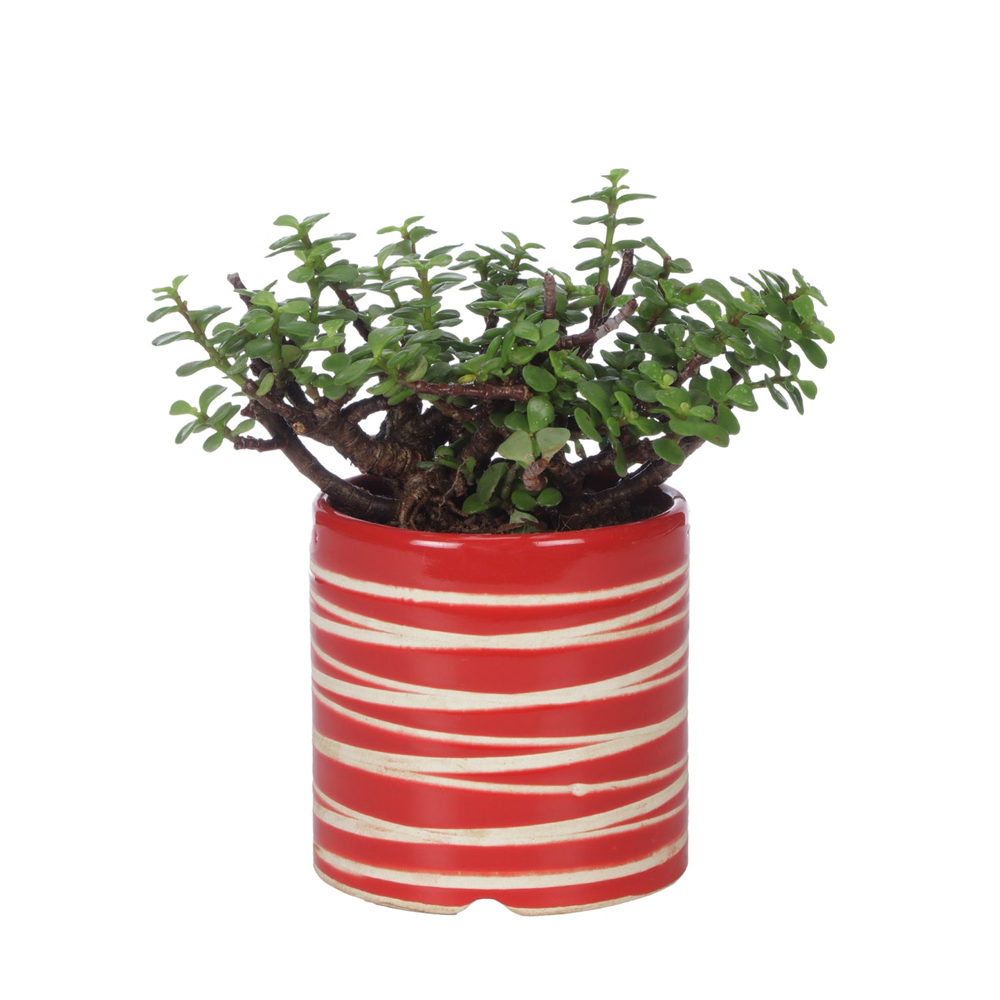 Good Luck Jade Plant with Studio Red Colour Ceramic Pot for Home Decor (Live Plant)
