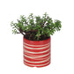 Good Luck Jade Plant with Studio Red Colour Ceramic Pot for Home Decor (Live Plant)