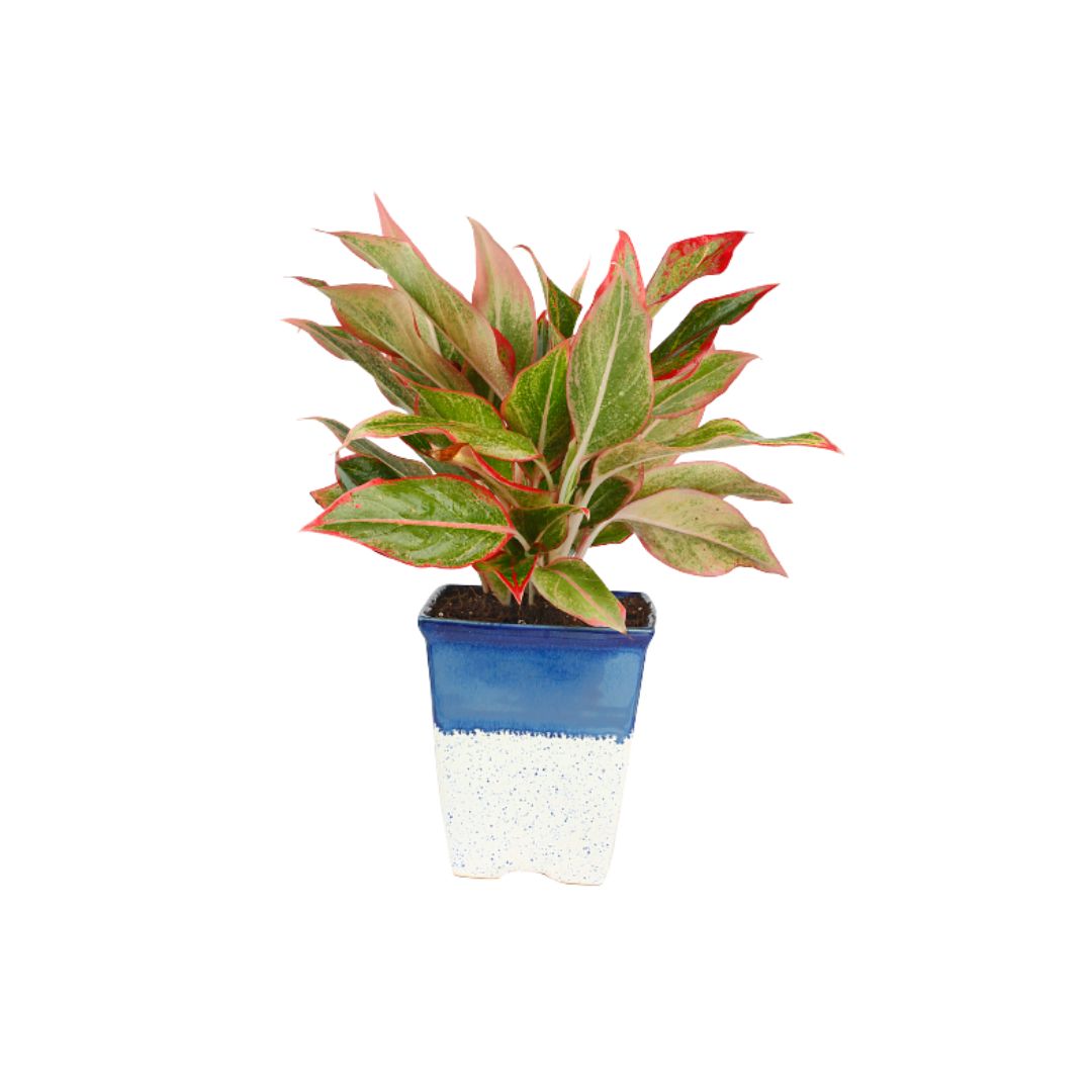 Exotic Green Air Purifying Indoor Plant Red Aglaonema with Ceramic Planter