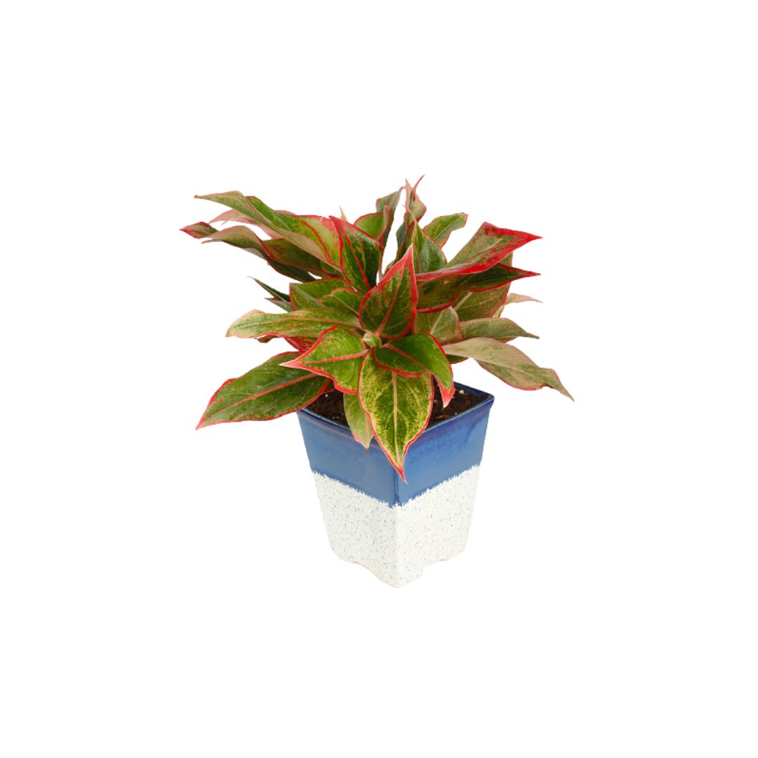 Exotic Green Air Purifying Indoor Plant Red Aglaonema with Ceramic Planter