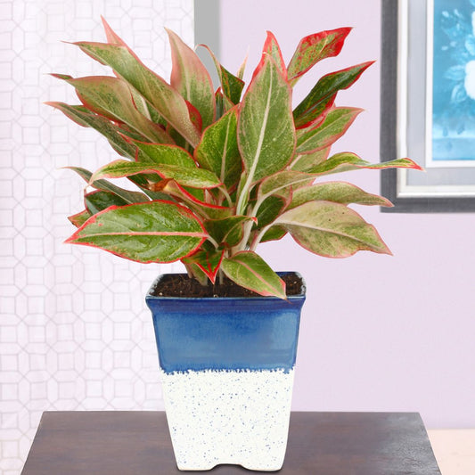 Exotic Green Air Purifying Indoor Plant Red Aglaonema with Ceramic Planter