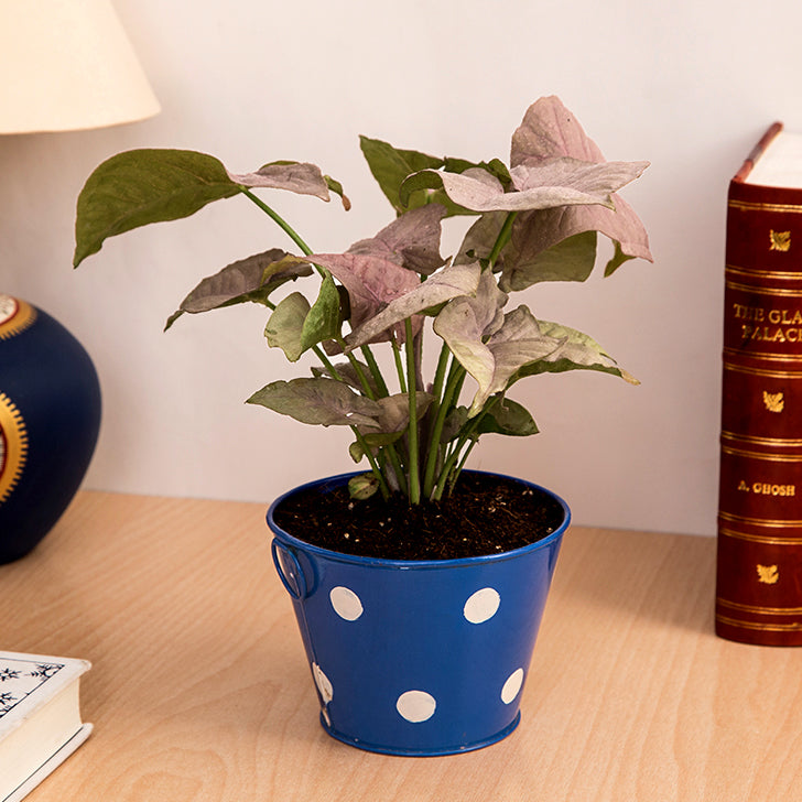 Beautiful Syngonium Pink Indoor Plant with Polka Design Metal Pot