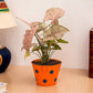 Beautiful Syngonium Pink Indoor Plant with Polka Design Metal Pot