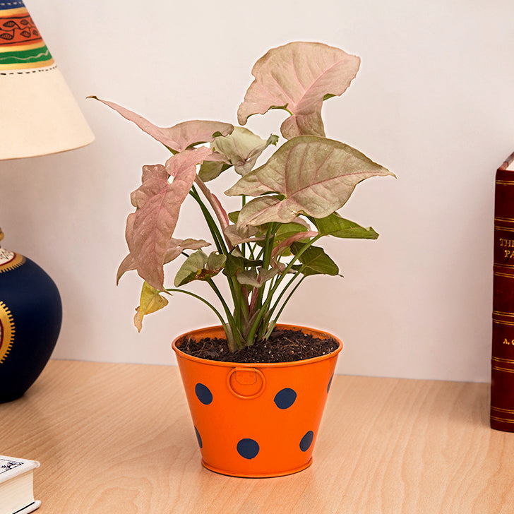 Beautiful Syngonium Pink Indoor Plant with Polka Design Metal Pot