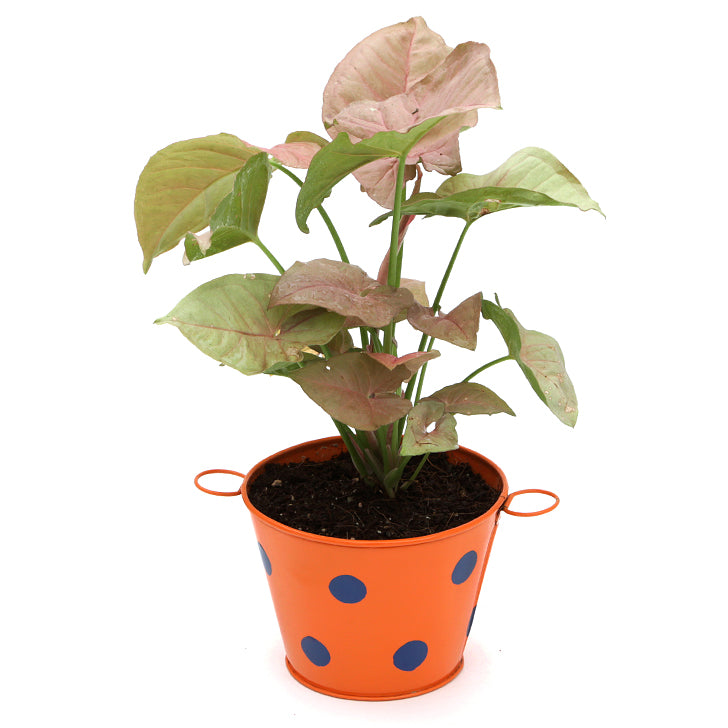 Beautiful Syngonium Pink Indoor Plant with Polka Design Metal Pot