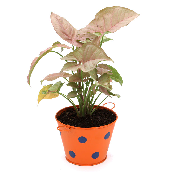 Beautiful Syngonium Pink Indoor Plant with Polka Design Metal Pot