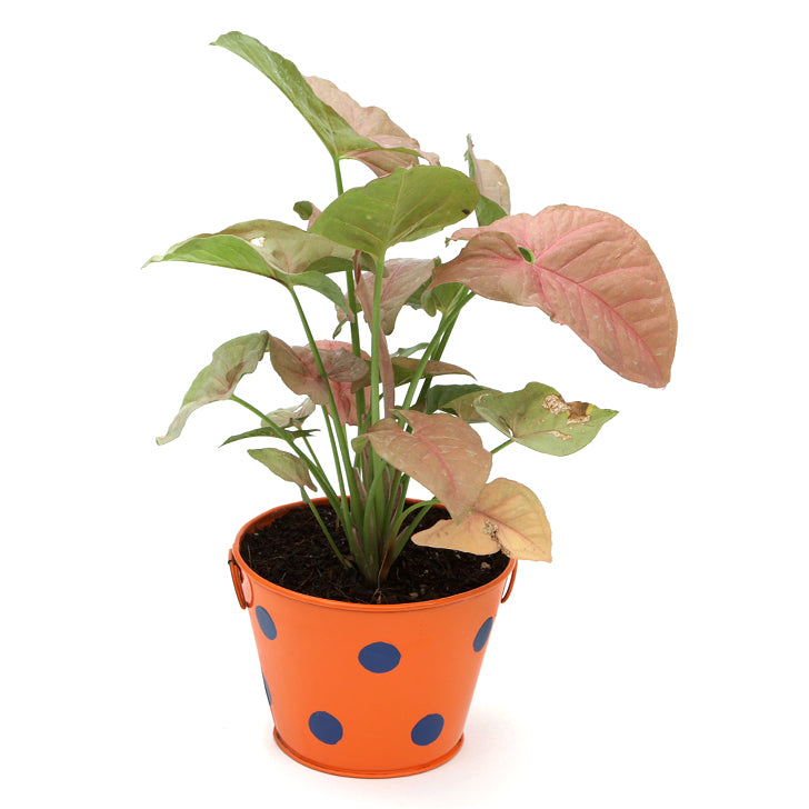 Beautiful Syngonium Pink Indoor Plant with Polka Design Metal Pot