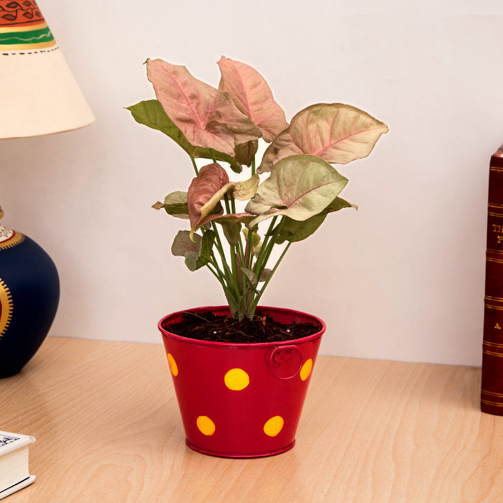 Beautiful Syngonium Pink Indoor Plant with Polka Design Metal Pot