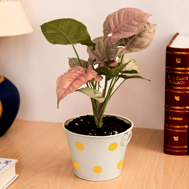 Beautiful Syngonium Pink Indoor Plant with Polka Design Metal Pot