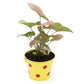 Beautiful Syngonium Pink Indoor Plant with Polka Design Metal Pot