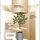 Exotic Green Oxygen Indoor Air Purifying Chamaedorea Palm (Parlour Palm) with Elegant Off White Colour Ceramic Pot