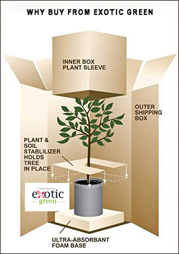 Exotic Green Oxygen Indoor Air Purifying Chamaedorea Palm (Parlour Palm) with Elegant Off White Colour Ceramic Pot