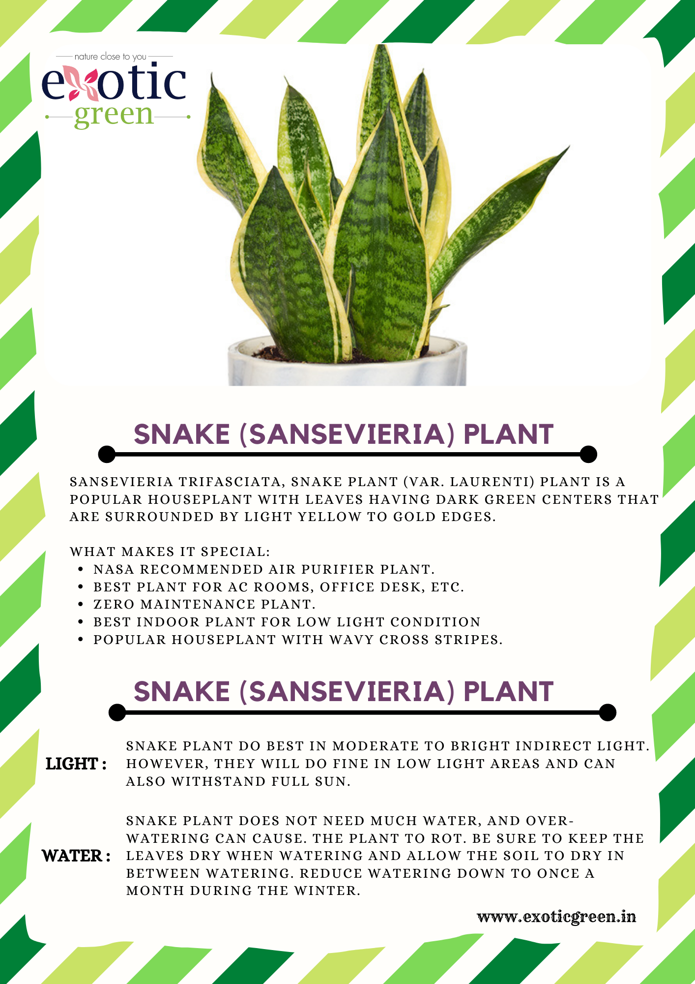 Exotic Green Indoor Air Purifying & Oxygen Sansevieria (Snake Plant) with Dual Colour Ceramic Pots