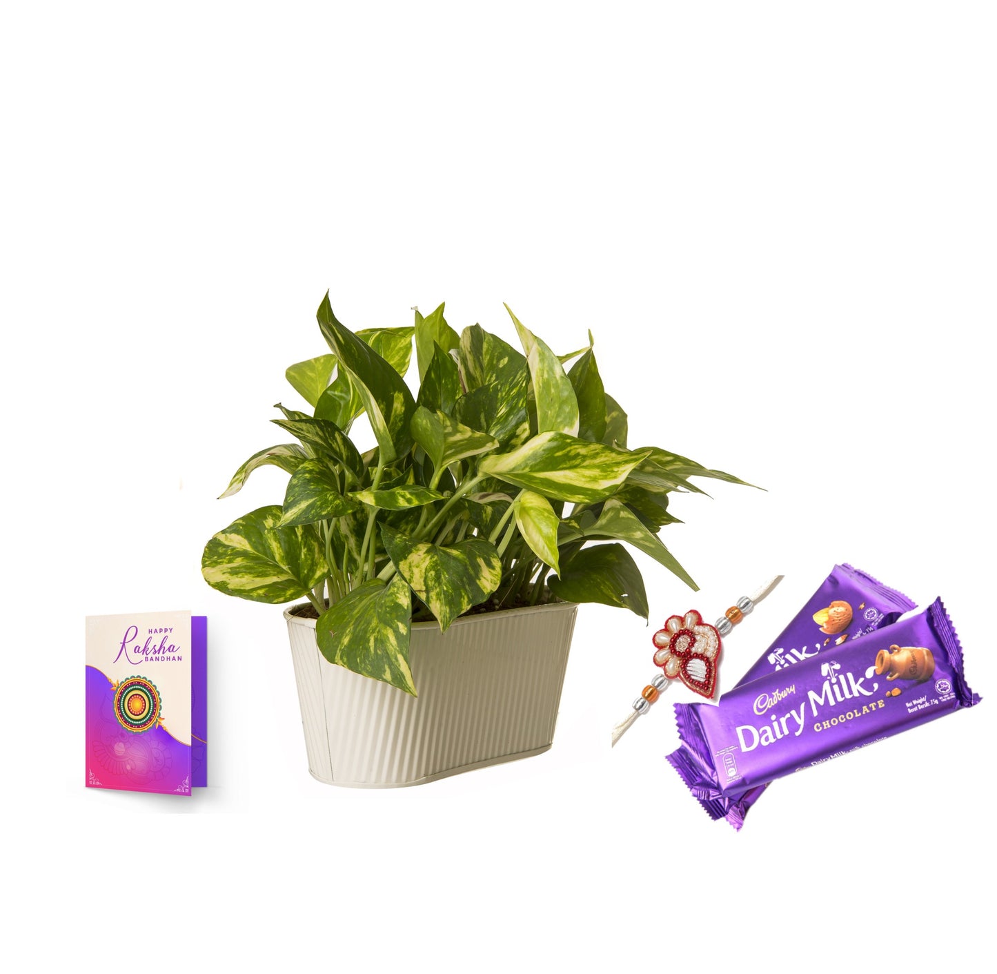 Exotic Green Combo Pack of Good Luck Money Plant with Metal White Pot Rakhi Special Pack I Rakhi Combo Pack with Cadbury Chocolates I Special Gift Pack For Rakhi