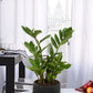 Exotic Green Indoor Air Purifying ZZ or Zamiifolia Plant with Wooden Look Black Color Fiber Pot