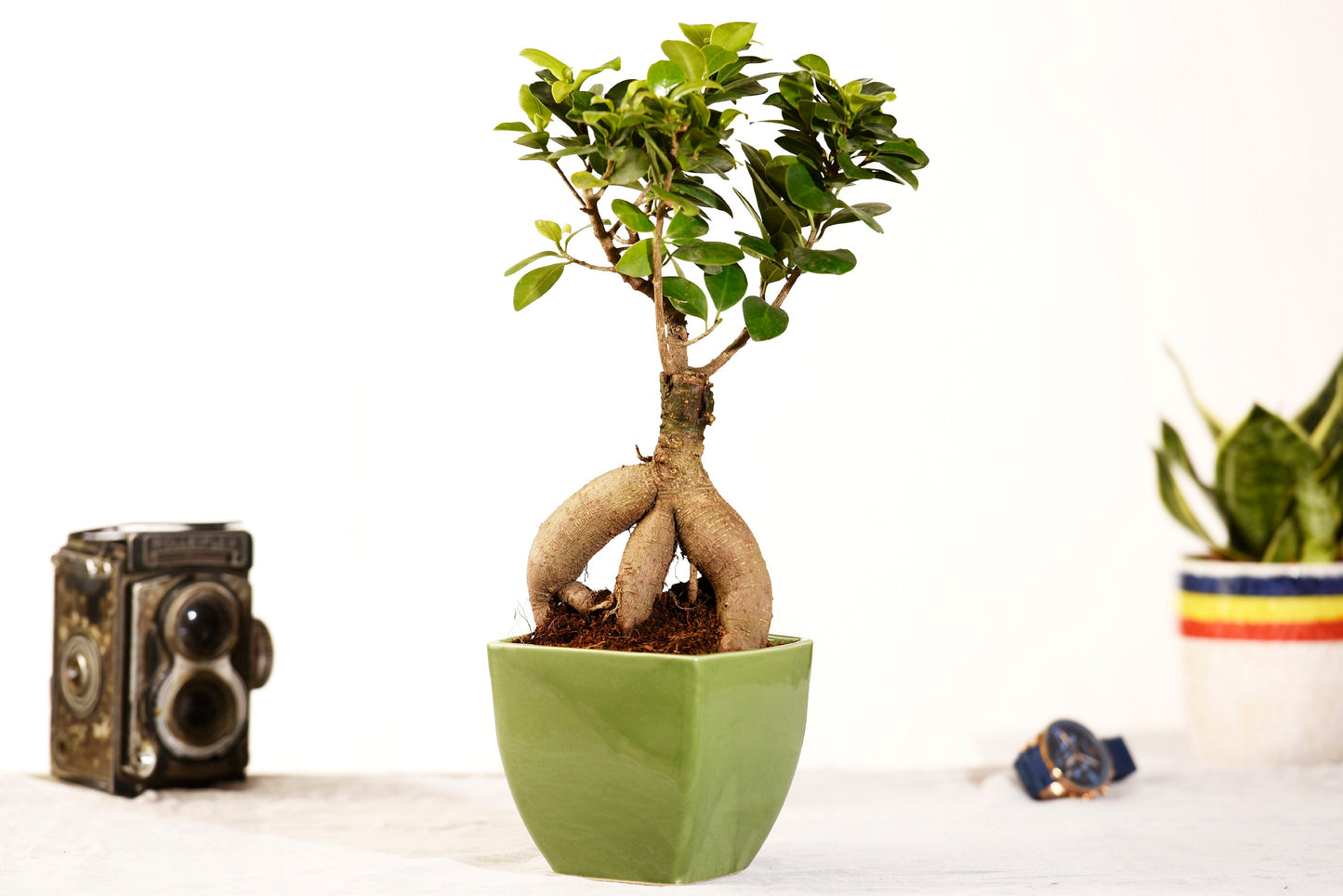 Ficus Bonsai with Ceramic Planter I Live Ficus Bonsai Tree