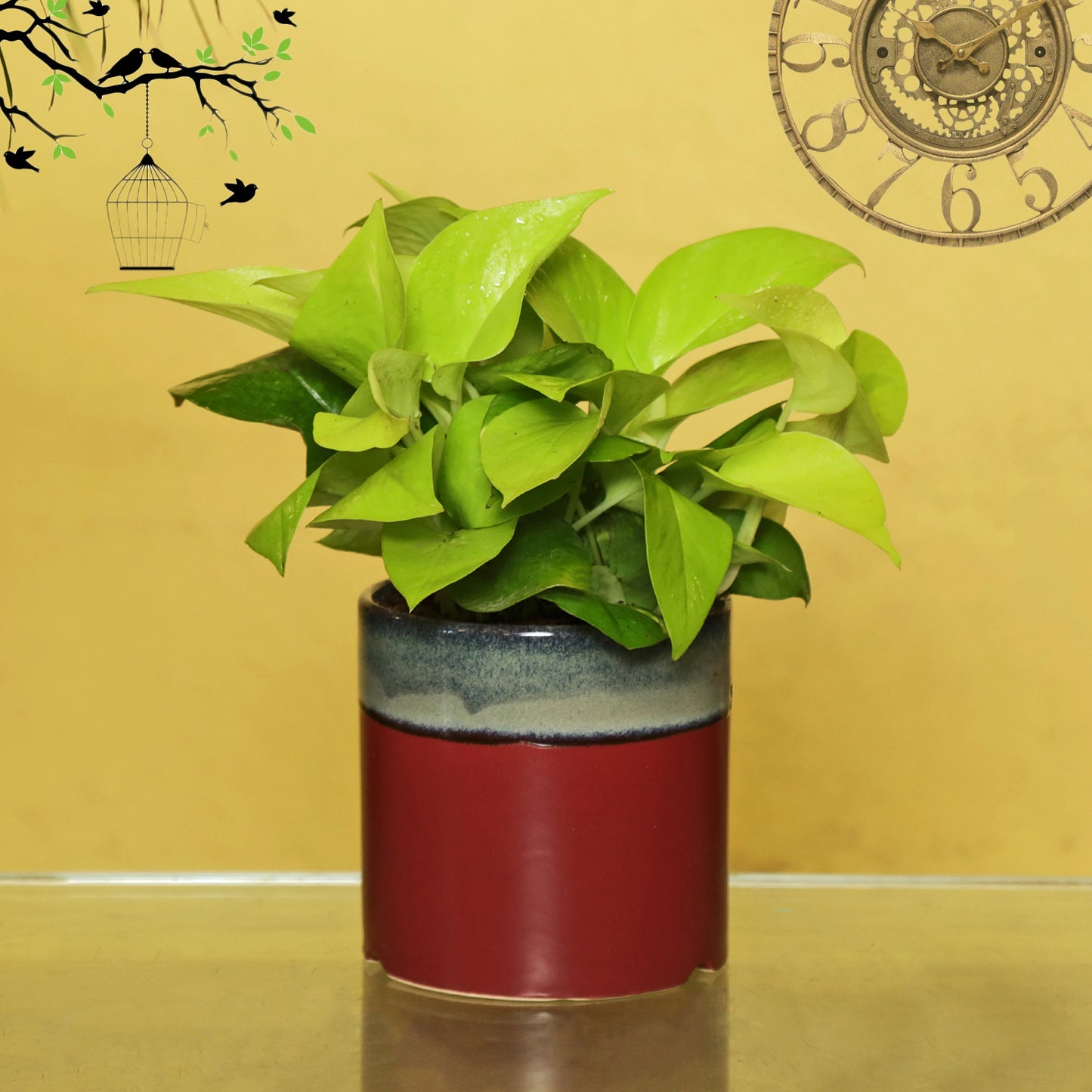 Exotic Green Air Purifying & Oxygen Indoor Golden Pothos Plant with English Purple Ceramic Pot