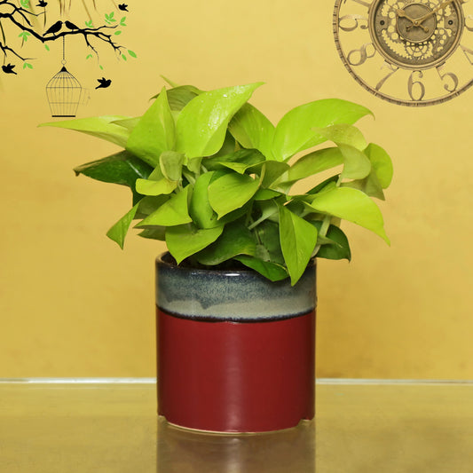 Exotic Green Air Purifying & Oxygen Indoor Golden Pothos Plant with English Purple Ceramic Pot