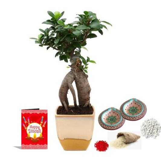 Exotic Green Diwali Gift Combo of Live Ficus Bonsai Plant in Handglazed Yellow & Beige Ceramic Pot I Diwali Gift I Diwali Gift Combo