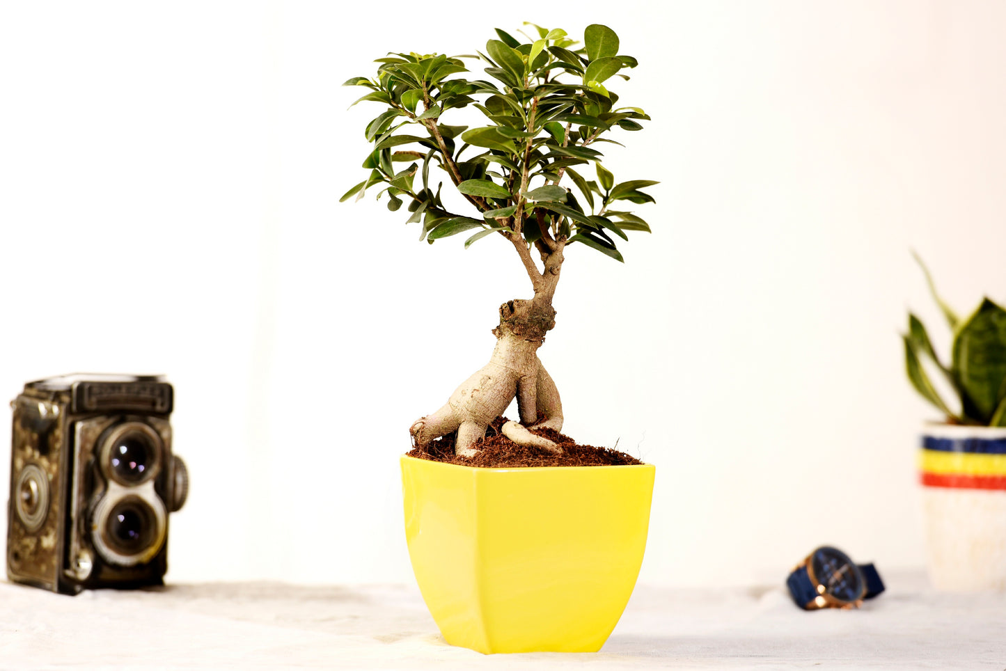 Ficus Bonsai with Ceramic Planter I Live Ficus Bonsai Tree