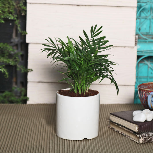 Exotic Green Oxygen Indoor Air Purifying Chamaedorea Palm (Parlour Palm) with White Colour Ceramic Pot