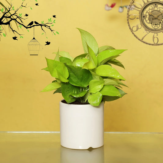 Exotic Green Air Purifying & Oxygen Indoor Golden Pothos Plant with White Ceramic Pot