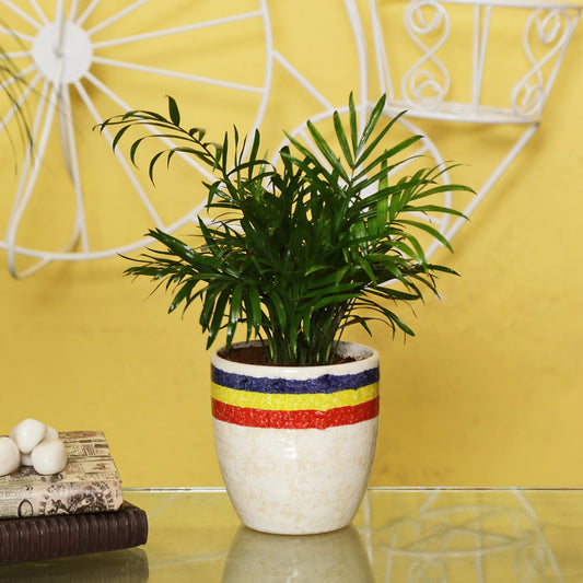 Exotic Green Oxygen Indoor Air Purifying Chamaedorea Palm (Parlour Palm) with Elegant Off White Colour Ceramic Pot