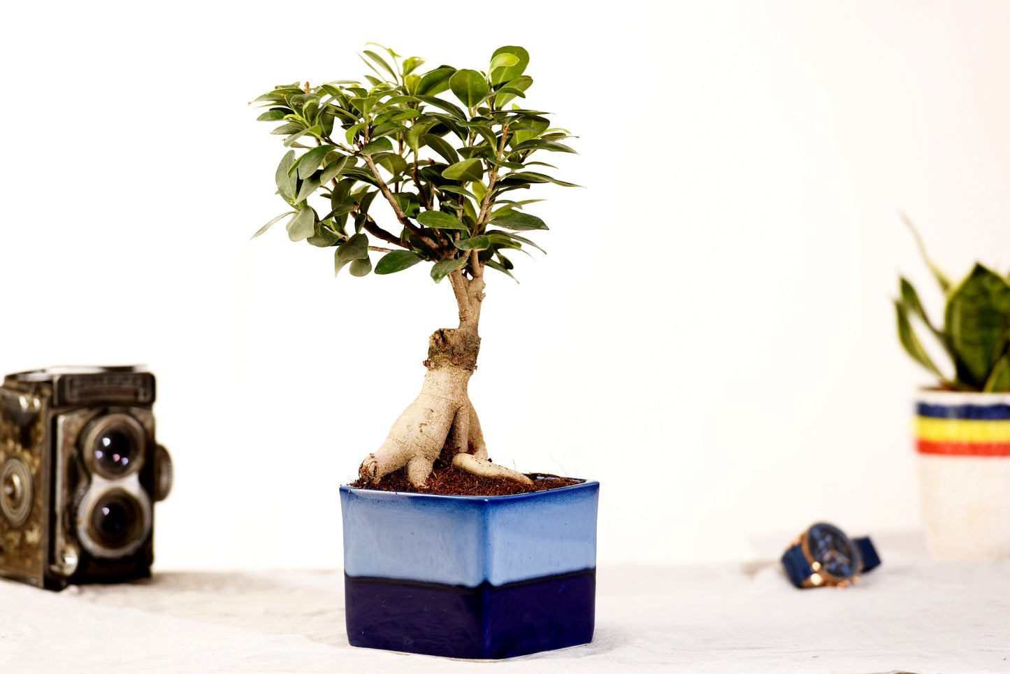 Ficus Bonsai with Dual Color Ceramic Planter I Live Ficus Bonsai Tree