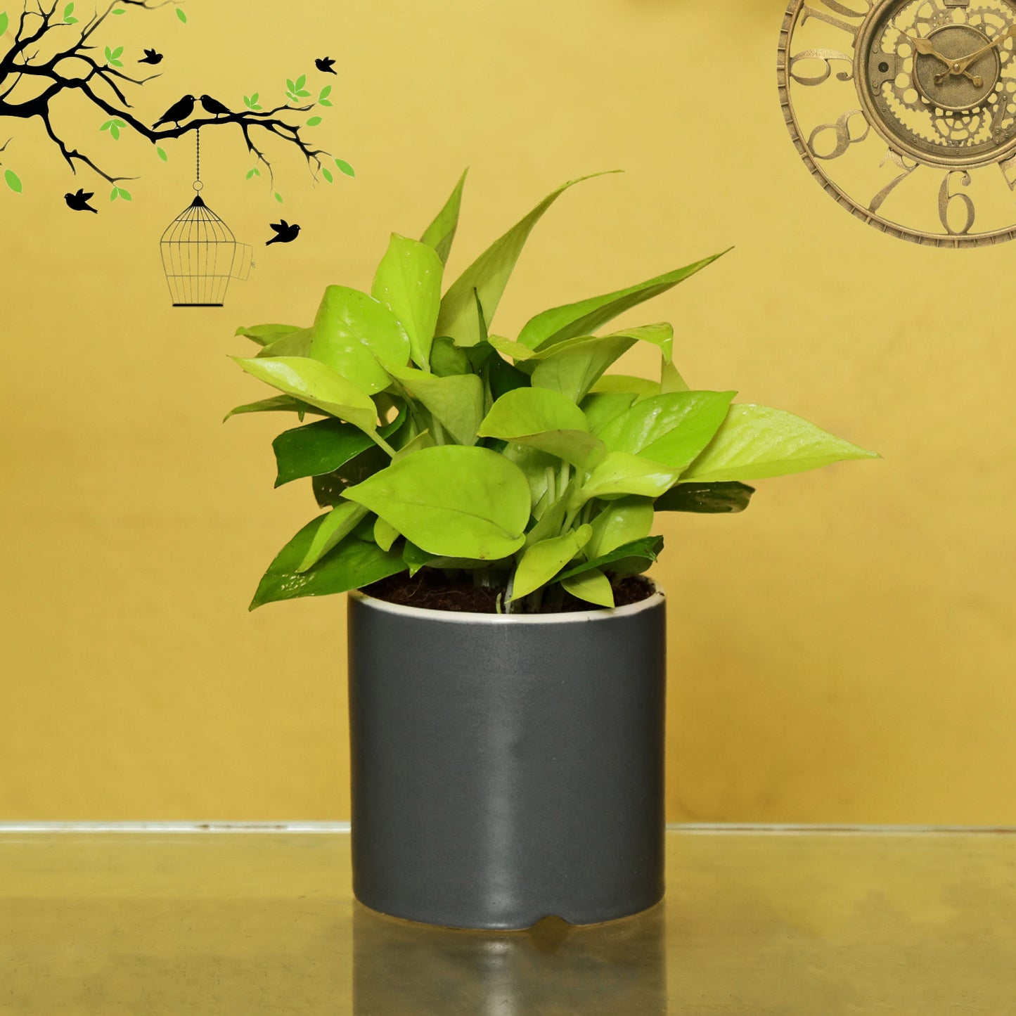 Exotic Green Air Purifying & Oxygen Indoor Golden Pothos Plant with White Ceramic Pot