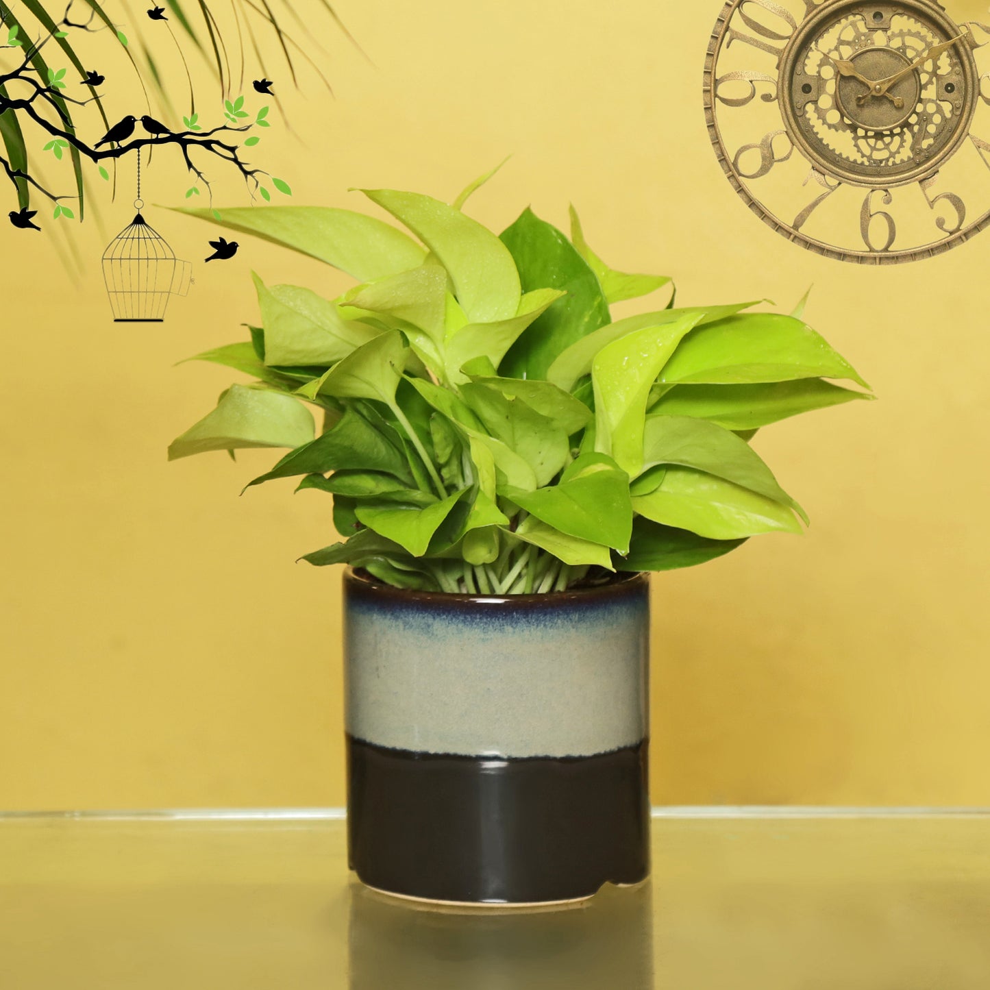 Exotic Green Air Purifying & Oxygen Indoor Golden Pothos Plant with English Purple Ceramic Pot