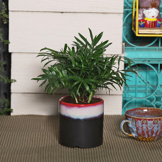 Exotic Green Oxygen Indoor Air Purifying Chamaedorea Palm (Parlour Palm) with Elegant Dual Black Colour Ceramic Pot