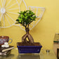 Ficus Bonsai With Cearmic Bonsai Tray Pot I Live Bonsai Plant