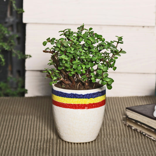 Good Luck Jade Plant with Off White Ceramic Pot for Home Decor (Live Plant)