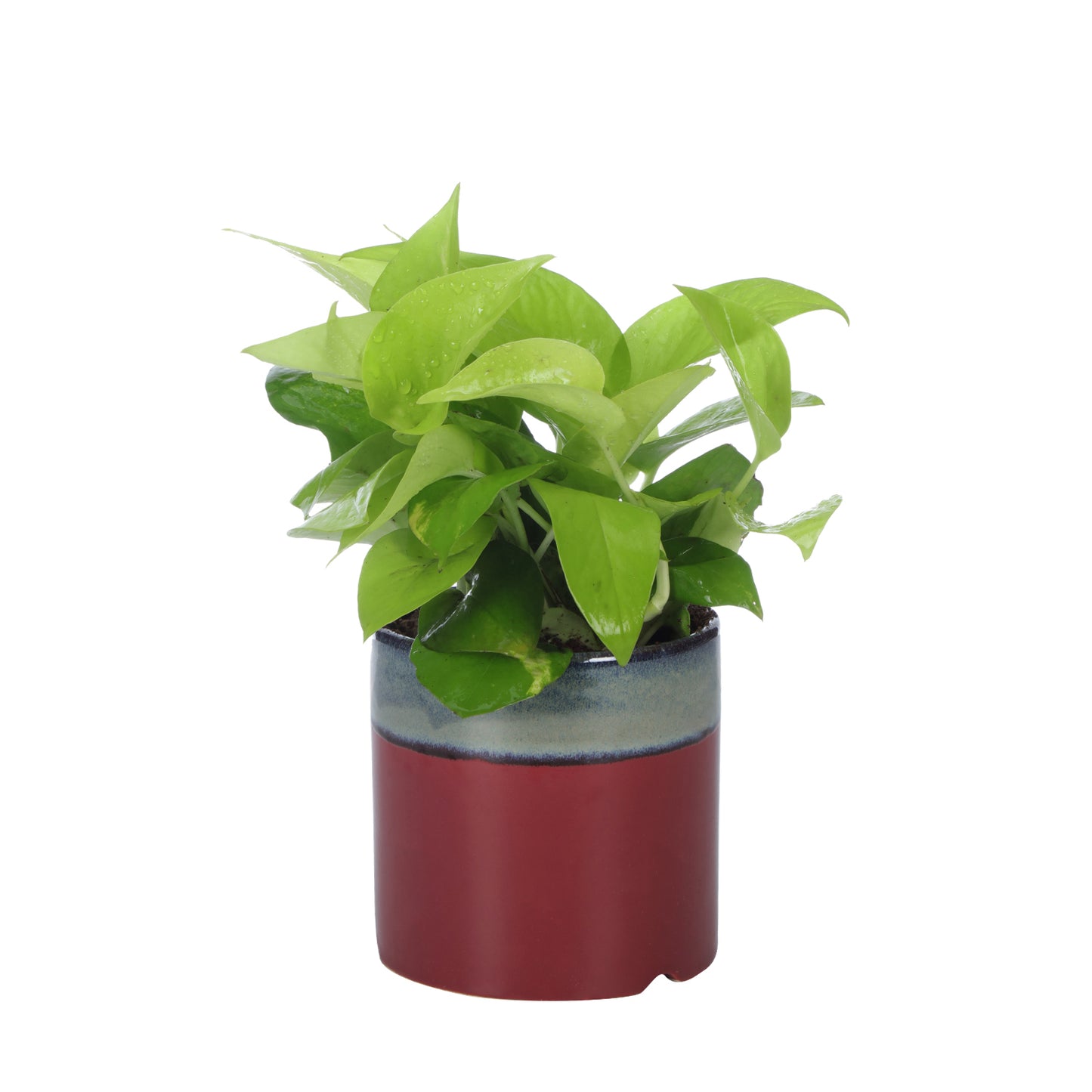 Exotic Green Air Purifying & Oxygen Indoor Golden Pothos Plant with English Purple Ceramic Pot