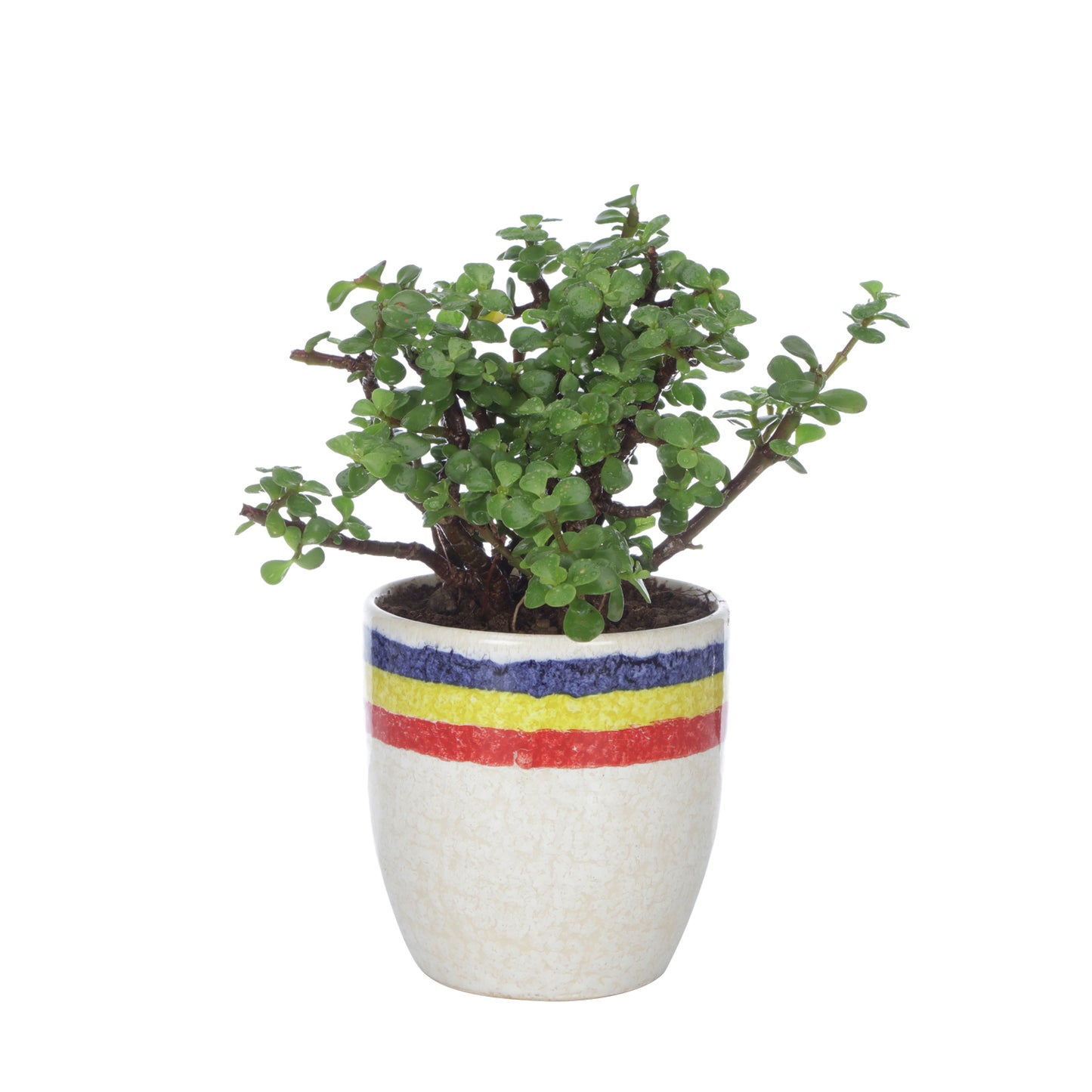 Good Luck Jade Plant with Off White Ceramic Pot for Home Decor (Live Plant)